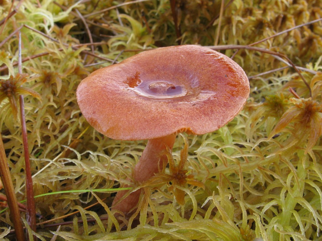 Мицелий Груздя горького / Груздь рыжий (Lactarius rufus)